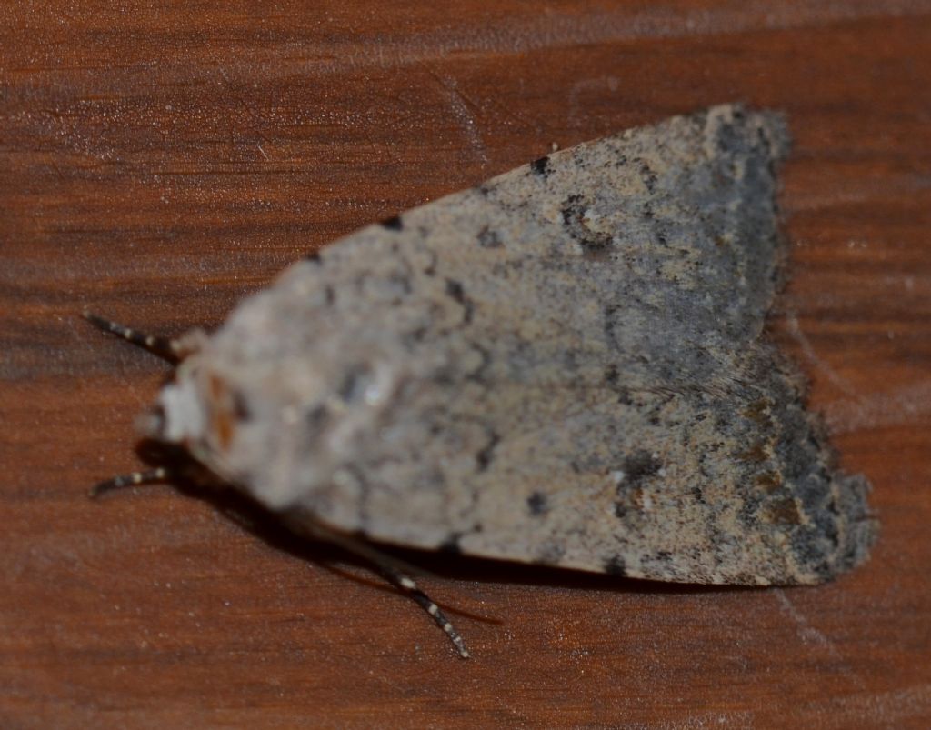 Noctuidae?